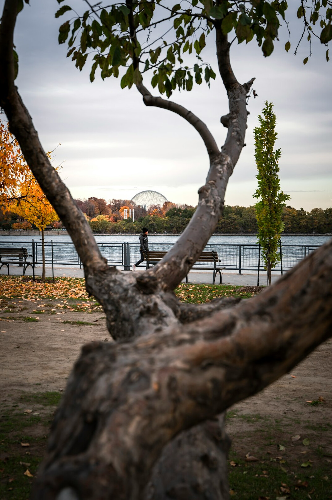 montreal park sunset